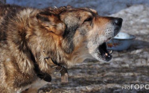 Что обсуждают в Кирове: карантин по бешенству и погода на неделю