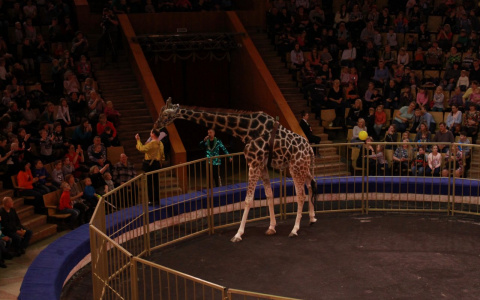 Семиметровый жираф Багир выступает на арене Кировского цирка
