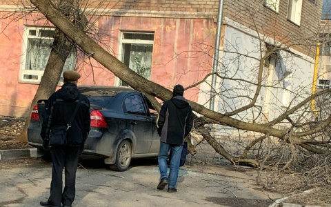 В Кирове дерево упало на припаркованную во дворе машину