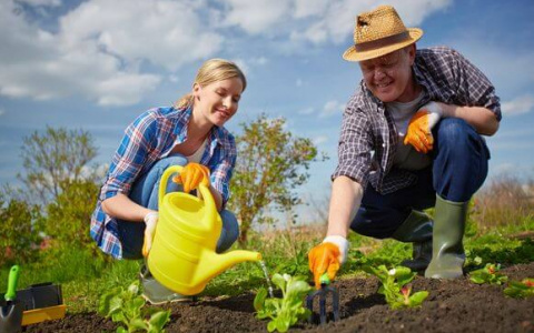 Садовый сезон никто не отменял: где сейчас купить все необходимое?