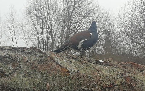 «То есть парад на 9 Мая будет, а в леса – нельзя?: охотники о запрете на весеннюю охоту в Кировской области