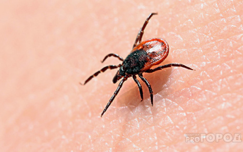 В Кировской области от укусов клещей пострадали 70 человек