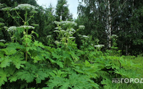 Дачников предложили штрафовать за борщевик