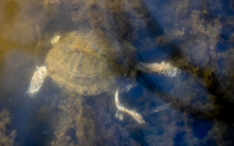 Мертвые черепахи и всплывшие рыбы: горожане жалуются на состояние парка имени Кирова