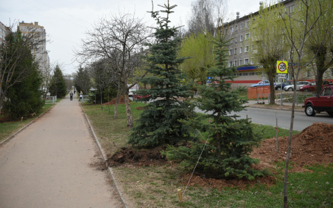 В администрации Кирова рассказали, почему выкопали ели у памятника Коневу