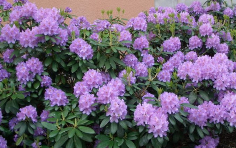 Только 3 дня в Кирове будет работать выставка-продажа растений Новосибирского питомника