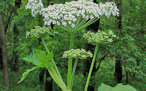 Дачников предложили штрафовать за борщевик