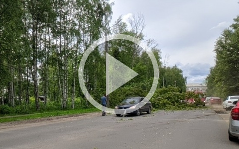 Видео: в Коминтерне огромное дерево упало на дорогу