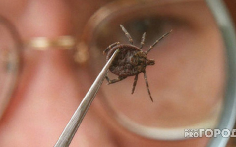 Более 9 тысяч кировчан пострадали от клещей: как восстановиться после укуса