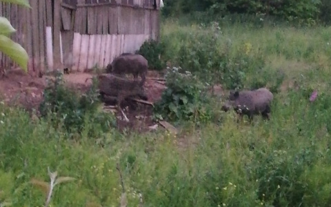 «Полпоселка оставили без урожая»: в Кировской области кабаны стадом ходят по участкам
