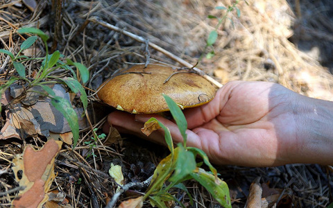 Сезон открыт: грибные места в Кировской области