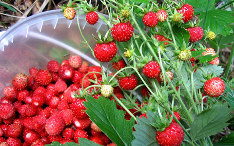 Ягоды растут там как на дрожжах: ягодные места Кировской области