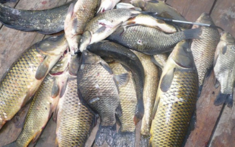 Куда стоит отправиться на рыбалку в Кировской области: советы рыбака