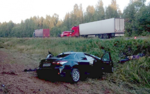 Названы опасные трассы в Кировской области, где происходят ДТП с животными