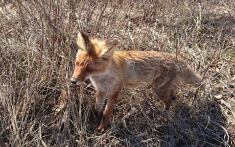 Очаги бешенства: сколько человек пострадали от нападений животных в Кировской области