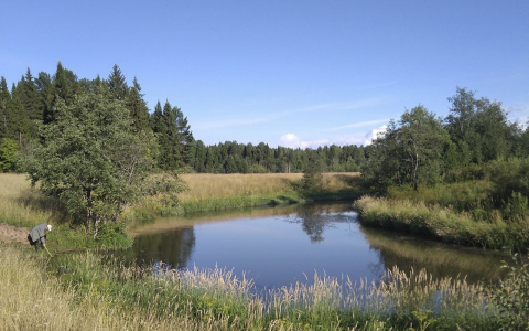 В одной из рек Кировской области массово начала погибать рыба