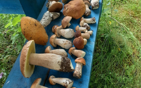Тихая охота: грибники Кировской области хвастаются добычей