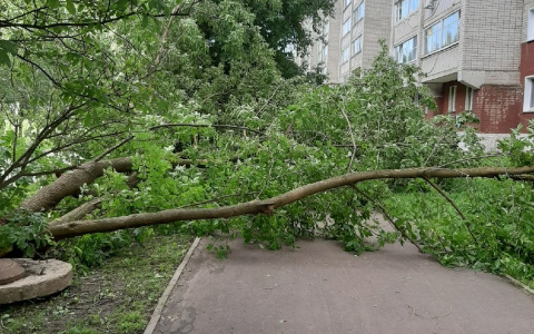 В Кирове из-за сильного ветра упали несколько деревьев