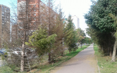 «Испортили аллею»: пересаженные с Конева на улицу Мира ели погибли