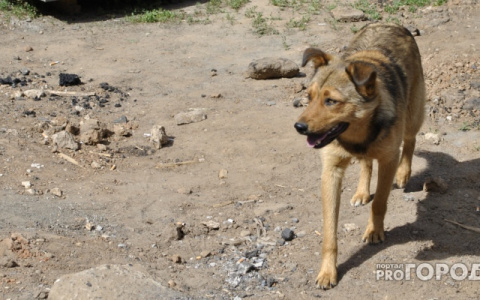 "Несколько дней назад за моим ребенком увязалась целая стая!": в Омутнинском районе жители напуганы бродячими собаками