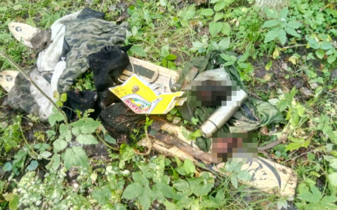 Что обсуждают в Кирове: задранный медведем мужчина и 25 дополнительных выходных