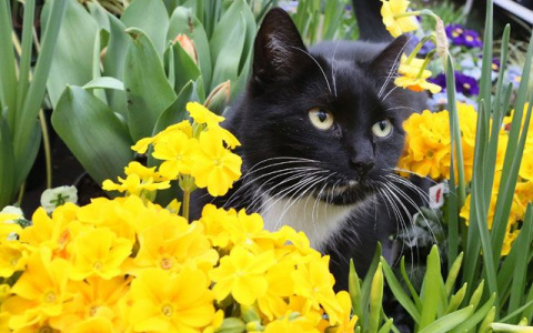 Инструкция: на что обратить внимание, возвращая питомца с дачи