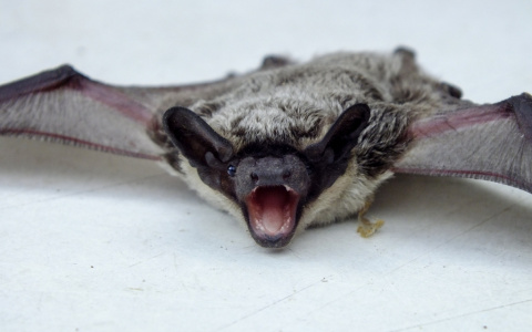 Не открывайте окна: в разных районах Кирова в дома залетают летучие мыши