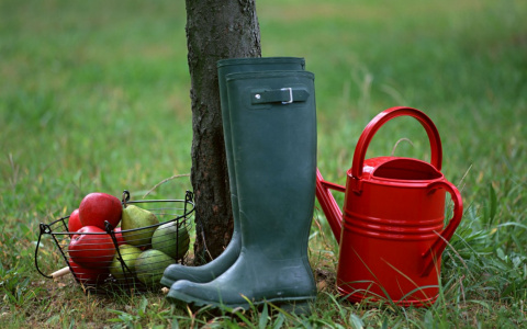 Дача в сентябре: 10 садовых работ, которые нужно провести