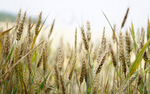 День Поля 2020: главное сельскохозяйственное событие года