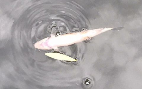 В Кировской области возбуждено уголовное дело из-за массовой гибели рыбы