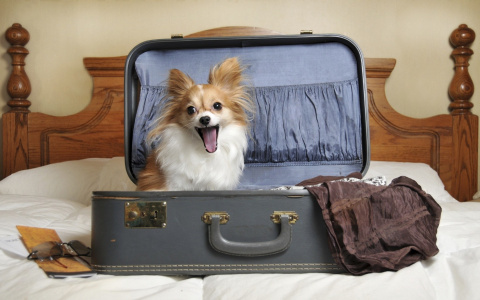 Правила перевозки животных в кировских самолетах: какие породы собак не пускают на борт