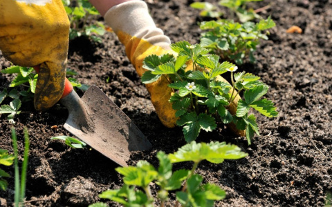 Все по 57 рублей: выбираем сортовую клубнику в "Садовнике"