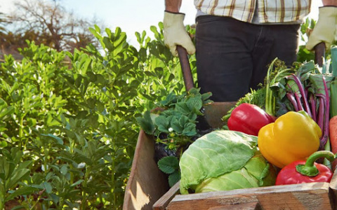 Финальная распродажа: где купить саженцы со скидкой до -50%