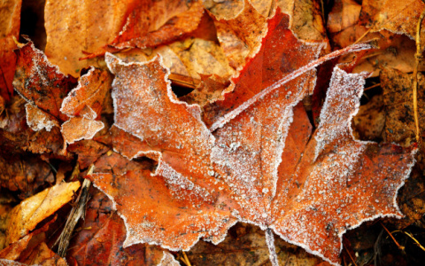 МЧС предупреждает о заморозках в Кирове на выходных