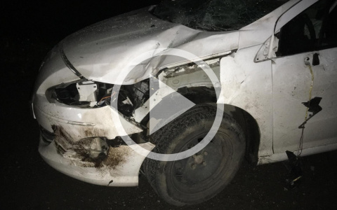 В Кирове водитель Peugeot сбил лося и травмировался сам