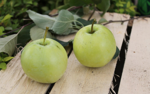 Как выбрать 3 сорта зимостойких яблонь, которые принесут большой и вкусный урожай