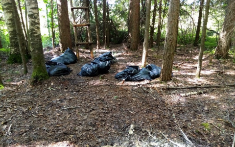 В чепецком лесу нашли трупы домашних животных: прокуратура провела проверку