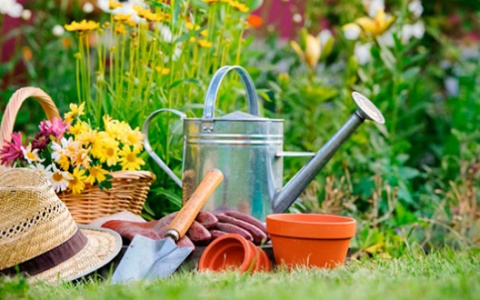 Внимание садоводы! Не упустите возможность приобрести саженцы из Новосибирского питомника