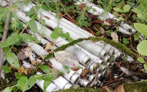 В лесу под Кировом обнаружили свалку с более чем сотней опасных ламп