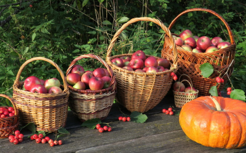 На выставке-продаже кировчане смогут купить растения из Новосибирского питомника