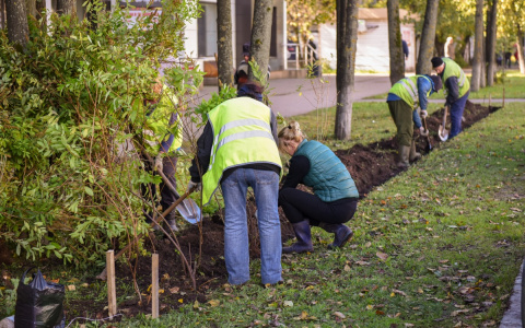 В Кирове вместо серых ограждений начинают ставить живые изгороди