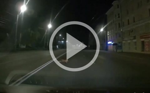 На улице Комсомольской в Кирове на проезжую часть выбежала лиса