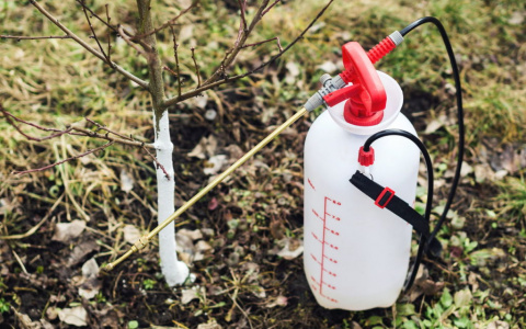 Работы в саду осенью: секреты профилактической обработки деревьев и кустарников