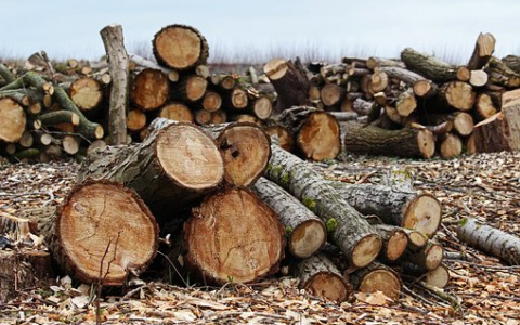 Кировская область лидирует по числу преступлений в лесной сфере