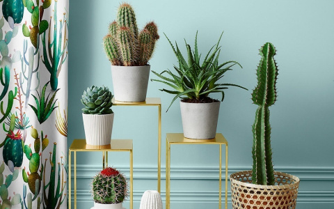 Полезные советы: как выбрать комнатное растение и ухаживать за ним осенью и зимой