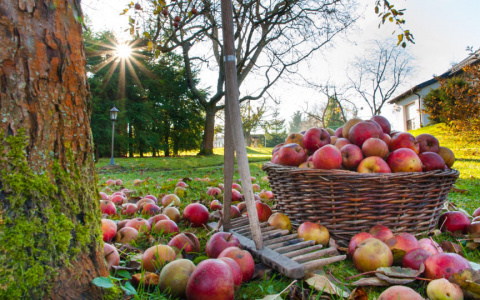 Готовим сад к зиме: что нужно сделать в октябре