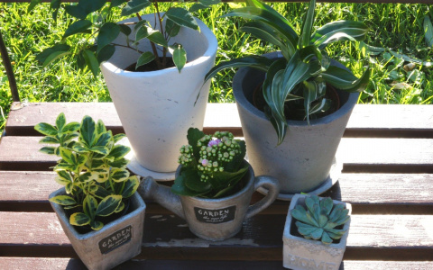 Инструкция: как выбрать горшок для комнатных растений