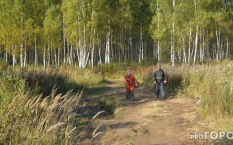 В Кировской области незаконно вырублено 11 тысяч кубометров леса