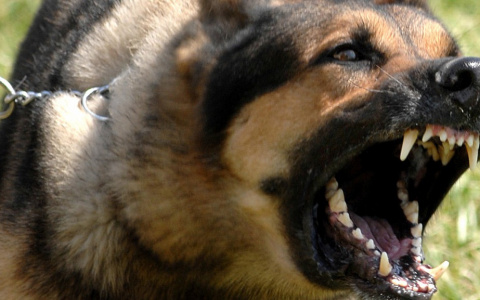 Кировчанам угрожает смертельное заболевание, и это не коронавирус