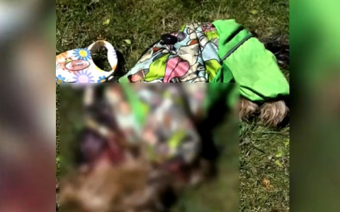 В Кирове алабай напал на женщин с колясками и загрыз их собаку